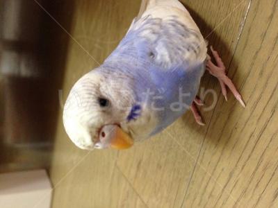迷い鳥の写真