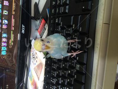 迷い鳥の写真