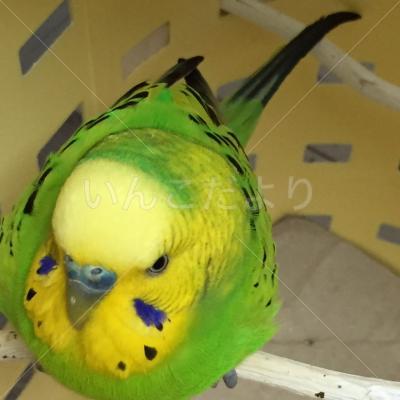 保護鳥の写真