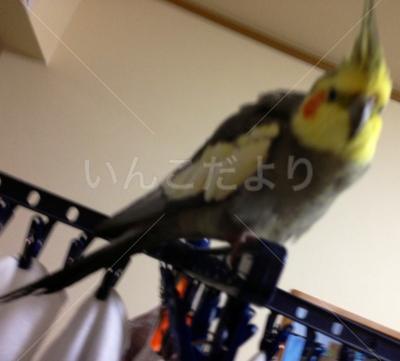 迷い鳥の写真