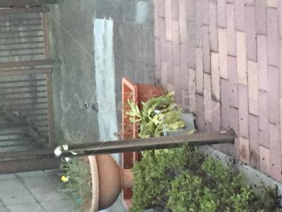 保護鳥の写真