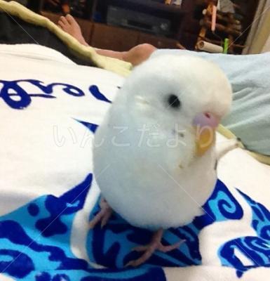 迷い鳥の写真