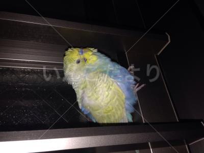 保護鳥の写真
