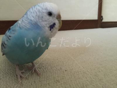 迷い鳥の写真