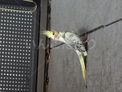 保護鳥の写真