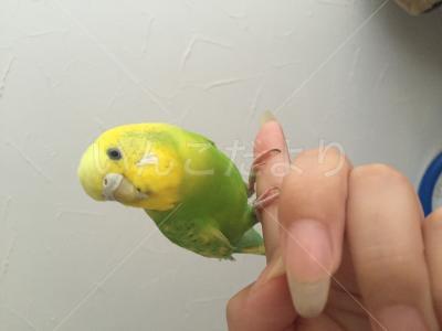 保護鳥の写真