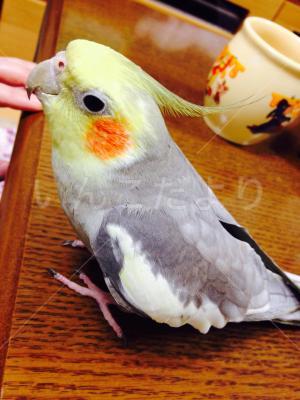 迷い鳥の写真