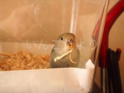 迷い鳥の写真