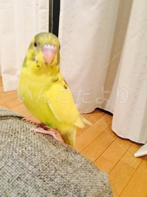 迷い鳥の写真