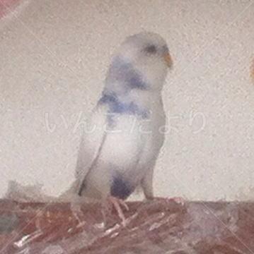 迷い鳥の写真
