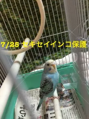 保護鳥の写真