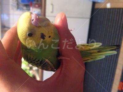 保護鳥の写真