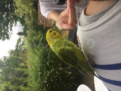 保護鳥の写真