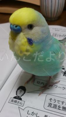 迷い鳥の写真