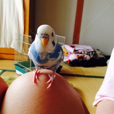 迷い鳥の写真