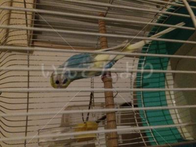 保護鳥の写真