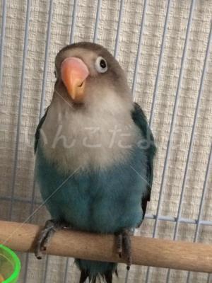 迷い鳥の写真