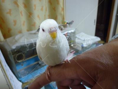 迷い鳥の写真