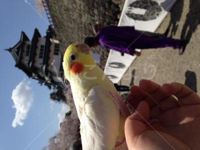 迷い鳥の写真