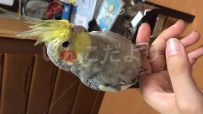 迷い鳥の写真
