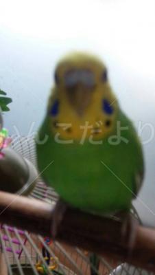 迷い鳥の写真