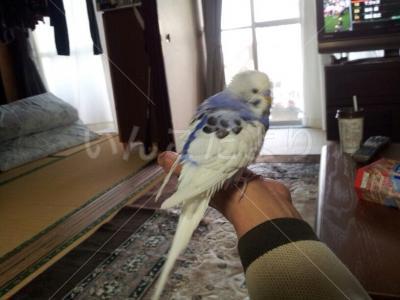 保護鳥の写真