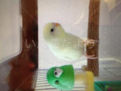 迷い鳥の写真