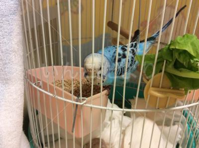 保護鳥の写真