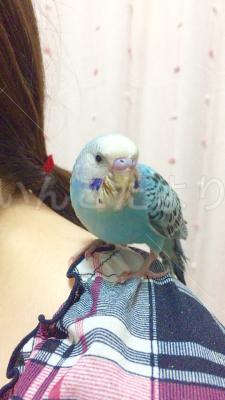 迷い鳥の写真