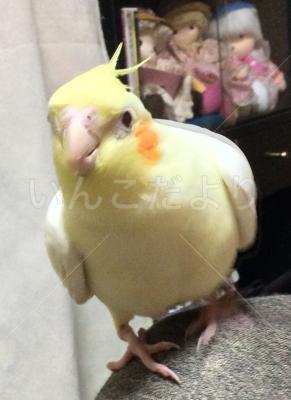 迷い鳥の写真