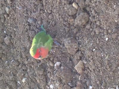 保護鳥の写真