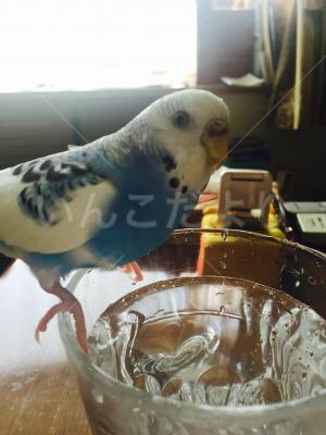 迷い鳥の写真