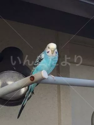 保護鳥の写真