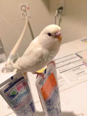 迷い鳥の写真