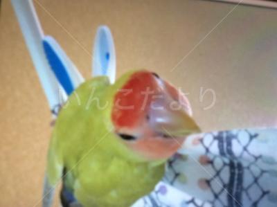 迷い鳥の写真