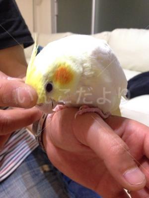迷い鳥の写真
