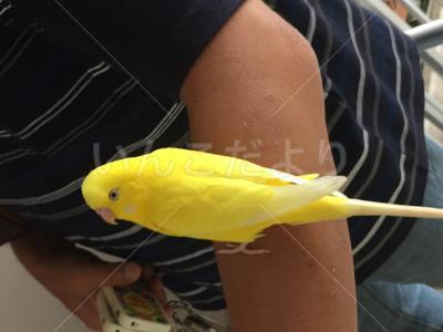 保護鳥の写真