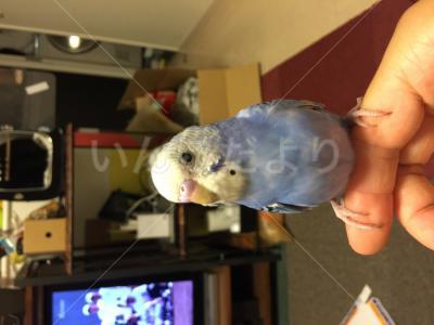 保護鳥の写真