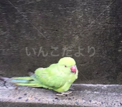 保護鳥の写真