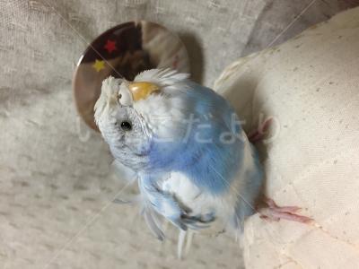 迷い鳥の写真