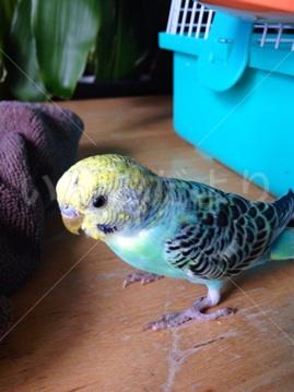 保護鳥の写真
