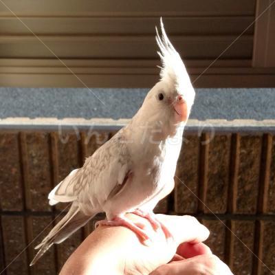 迷い鳥の写真
