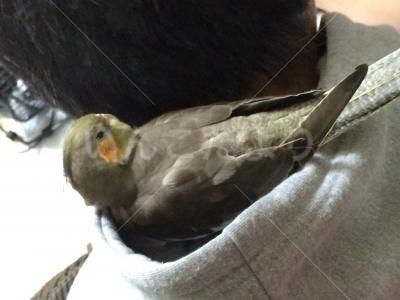 迷い鳥の写真