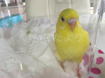 迷い鳥の写真