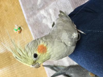 迷い鳥の写真
