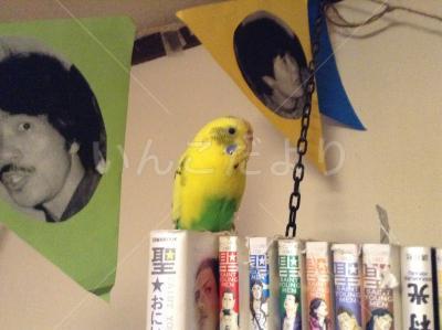 迷い鳥の写真
