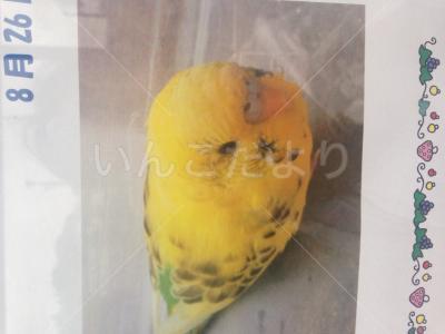 保護鳥の写真