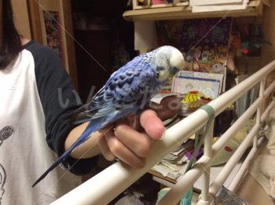 保護鳥の写真