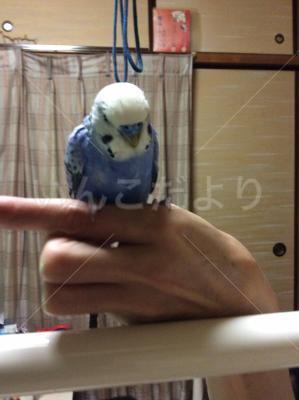 保護鳥の写真