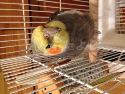 保護鳥の写真